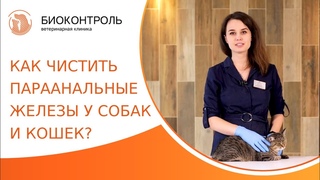 Как почистить параанальные железы у собак и кошек Чистка параанальных желез у собак и кошек. 18+