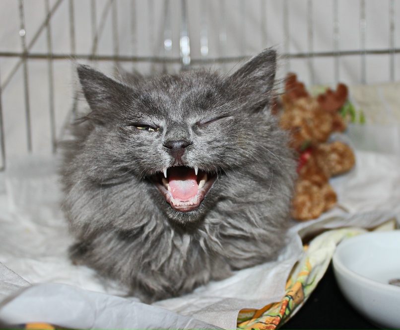 Алёна Иваницкая | Череповец