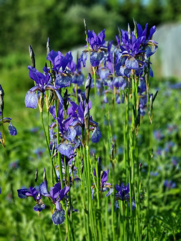 Елена Жидких | Вологда