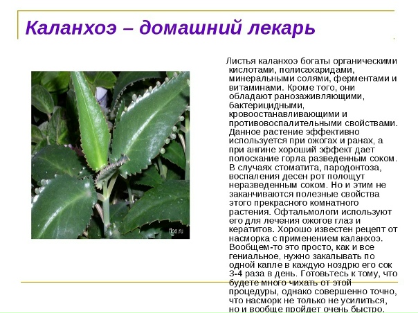 Каланхоэ: лечебные свойства, применение в народной медицине, полезные рецепты