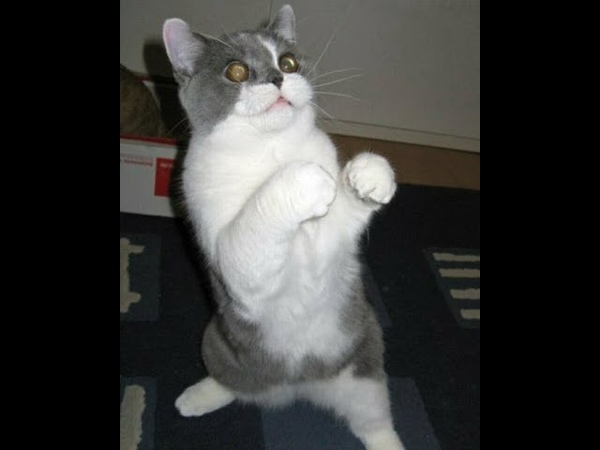 Now I ll teach you how to fight Funny video with cats and
