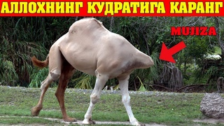 АЛЛО ТАОЛОНИНГ МЪЖИЗАЛАРИ АММА КРСИН...