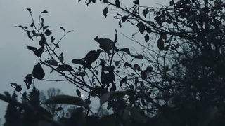 VID 20231115 170622 Как пламень - я, любимая - как лёд...(Эдмунд Спенсер)..Павел Васильев Лахтинский