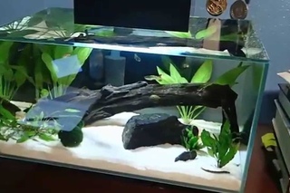 Fluval edge final update!
