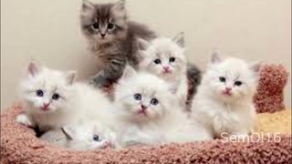 Пример слайд-шоу. Котята