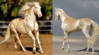 8 Cosas Que No Sabias Del Caballo Akhal Teke