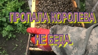 ПРОСТОЙ СПОСОБ, РАЗВИТЬ ХОРОШУ ПОРОДУ ПЧЁЛ.