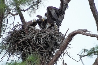 SWFL Eagles_More Survival Lessons With Two Prey~H & M Attempt Steals~E9 Aggressive 04-18-17