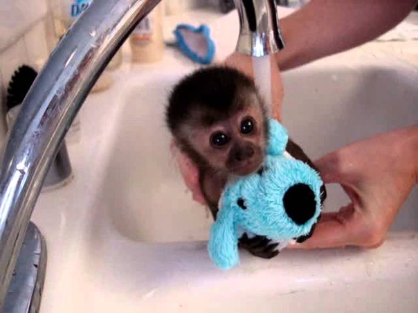 Baby monkeys getting a bath3 So