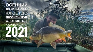 ОСЕННИЙ ЖОР КАРПА. КЛЮЕТ до последнего. Флэт метод. Карпфишинг 2021