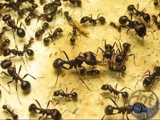 Messor arenarius and Alphitobius diaperinus (мини-мучник)
