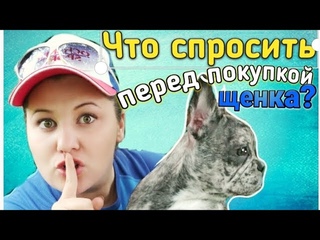 При покупке щенка ты обязан это узнать! Вопросы заводчику. Мокрый нос.