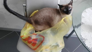 Кот Чёкупила Строго смотрящий.