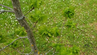 Quercus robur 'Facrist' dub letn