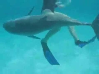 Дельфин пристаёт к Русалочке!:)))
