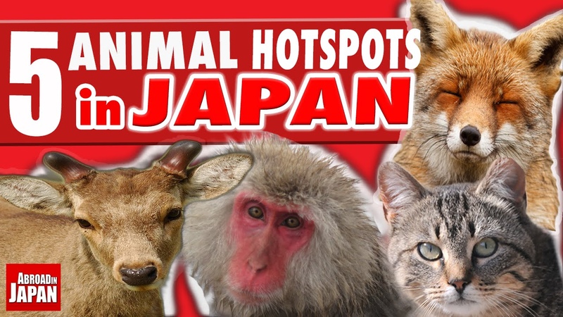 5 Must See Japanese Animal