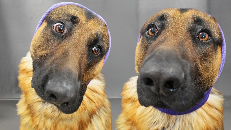 German Shepherd thinks hes dying at the grooming