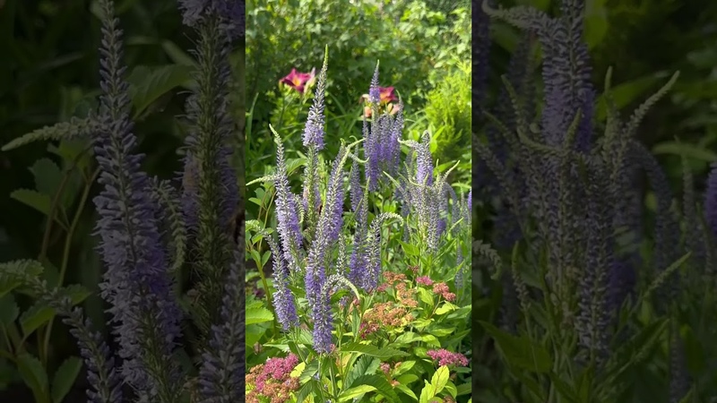 Моя прекрасная ВЕРОНИКА ,шортс, дача, сад, цветы, garden, лето,