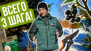 Как ПРОСТО размножить смородину! Черенкование смородины весной