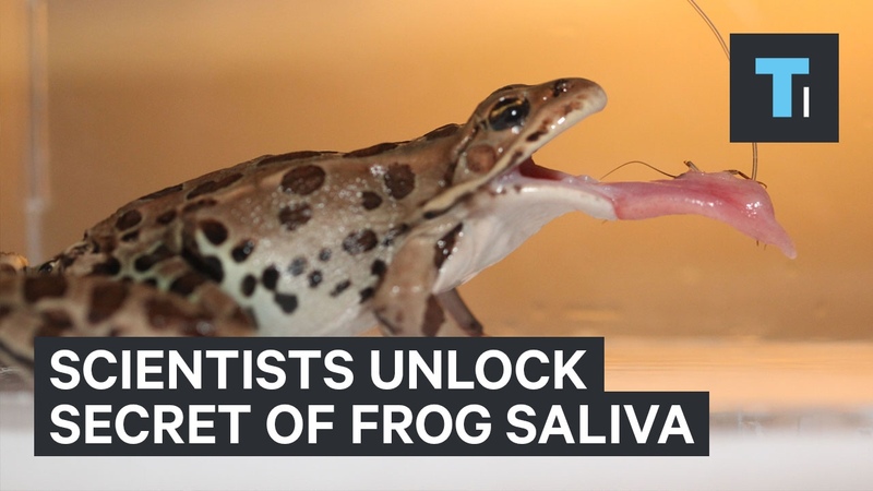 Slow motion footage reveals the unique way frogs capture their