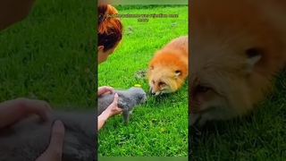 #shorts #fox #rescue #love #animals