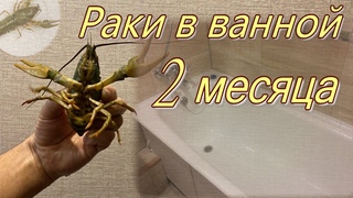 Раки в ванной. 2 месяца.