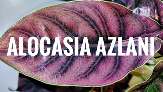 Алоказия Азлани / Alocasia Azlani / Размер 14/35