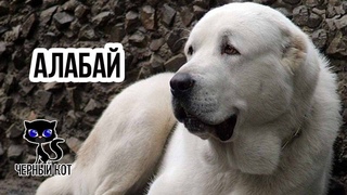 ✔ Алабай. Эта порода  входит в список самых сильных и бесстрашных собак