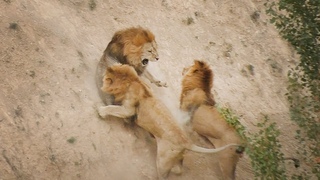 НЕВЕРОЯТНО! Битва львов - ПЯТЬ НА ОДНОГО! Тайган. IMPOSSIBLE! Battle of the lions - FIVE FOR ONE.