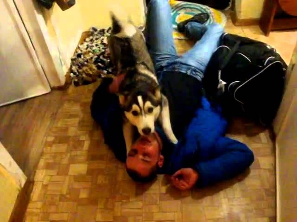 Husky Greets Owner after Long Trip