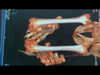 Тигренок Виктория. Чуда не произошло