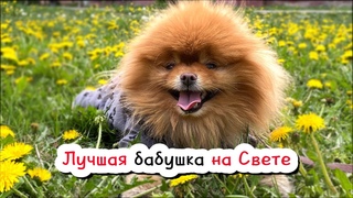 Танцующий шпиц Оливия. Симпарика по старой цене. Товар из Китая. Потеряли флешку