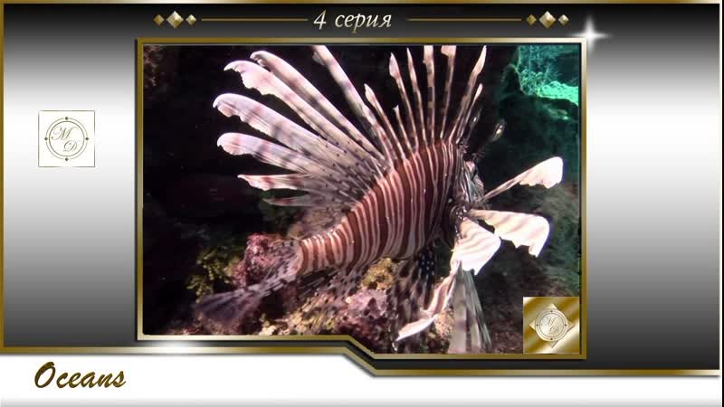 BBC Океаны 4 серия Атлантический океан, BBC Oceans 4 Atlantic Ocean