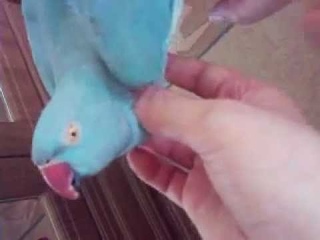 Ожереловый попугай Кеша жалуется ^.^