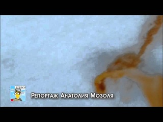 Прямая линия Анатолия Мозоль. Вятка Today
