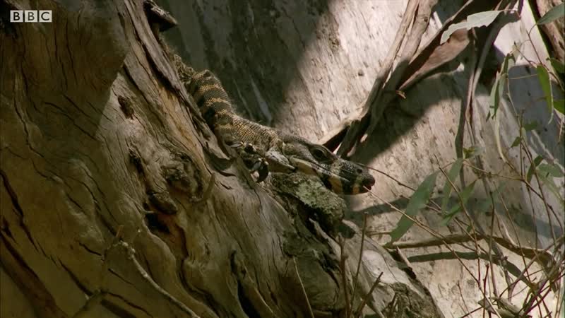 Possum fights Monitor