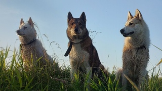 Жду Каюра