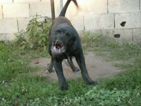 Cane da presa Meridionale Orione