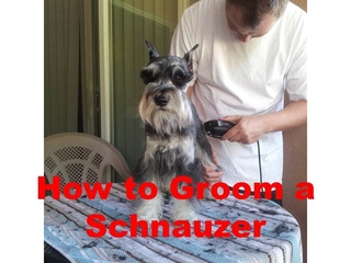 How to Groom a Miniature Schnauzer