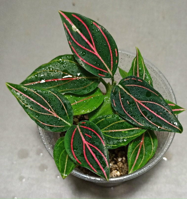 Александр Карманов | Санкт-Петербург