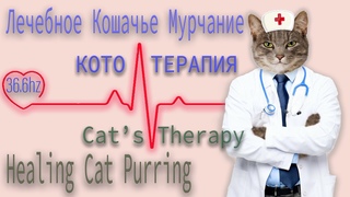 Лечебное Кошачье Мурчание / КотоТерапия / 36.6 Гц / Healing Cat Purring / Cat's Therapy /  36.6 Hz