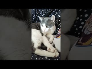 Счастье близко.#мурзик #кот #питомец #лайк #котики #приколы #счастье #котик