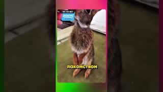🐇 Прохожие Спасли Одинокого Детёныша Зайца