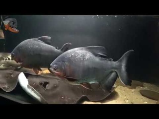Пиранья крассный паку (Piaractus brachypomus), описание, содержание и уход