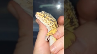 Как выглядят уши эублефара