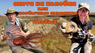 ОХОТА НА КОЛОБКА или НЕОБЫЧНЫЕ АММОНИТЫ