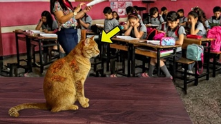 Un gato callejero iba todos los das a una clase de matemticas, y ocurri lo inimaginable!