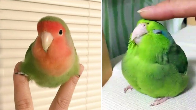 Baby Animals Funny Parrots and Cute Birds Compilation (2019) Loros Adorables Recopilación,
