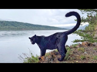 Seeing off the summer with Luna the panther. Walk along the river (ENG SUB)