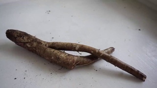 Корень лопуха  самый японский овощ!  Способ сбора и приготовления.